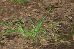 Thinfruit sedge